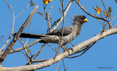 Crinifer piscator