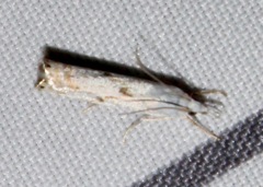Microcrambus