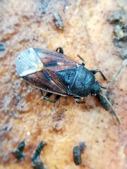 Drymus sylvaticus