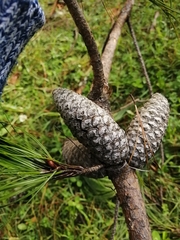 Pinus patula