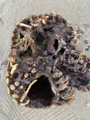 Saccorhiza polyschides