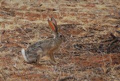 Lepus victoriae