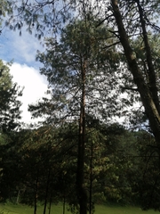 Pinus patula