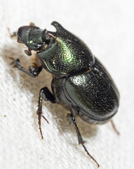Onthophagus orpheus