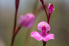 Disa racemosa