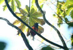 Trogon bairdii