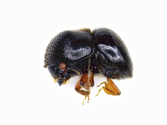 Cnestus mutilatus