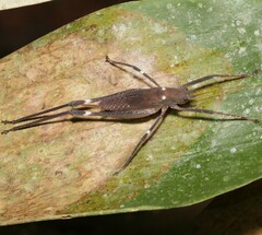 Tettigoniidea