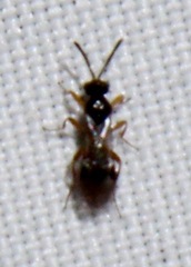 Euplectrus
