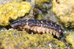 Micronaspis floridana