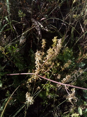 Dracocephalum thymiflorum