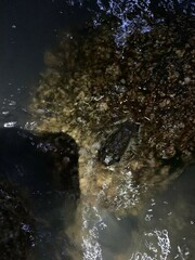 Limnonectes blythii
