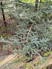 Abies alba
