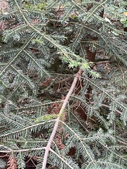 Abies alba