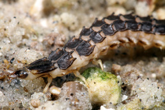 Micronaspis floridana