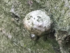 Hypoxylon fragiforme