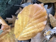 Hypoxylon fragiforme