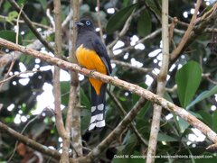 Trogon melanocephalus