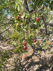 Bursera littoralis