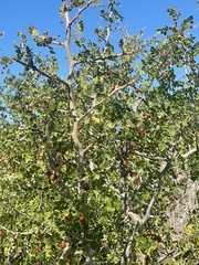Bursera littoralis