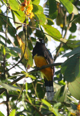 Trogon melanocephalus