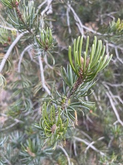Pinus cembroides