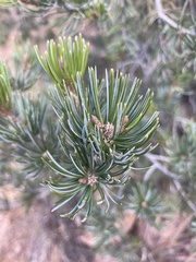 Pinus cembroides