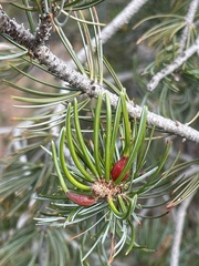 Pinus cembroides