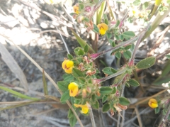 Stylosanthes viscosa