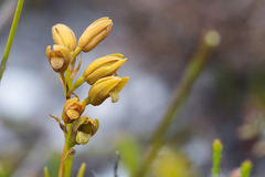 Eulophia ustulata