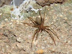 Loxosceles amazonica