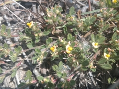 Stylosanthes viscosa