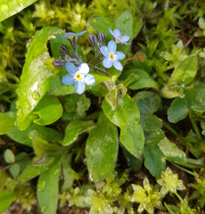 Myosotis sylvatica