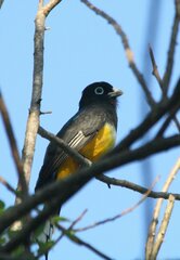 Trogon melanocephalus