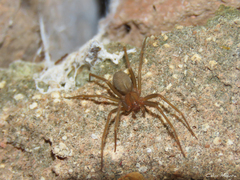 Loxosceles amazonica