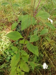 Stevia ovata