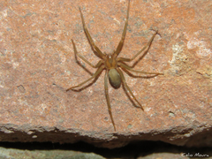 Loxosceles amazonica