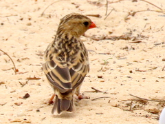 Vidua regia