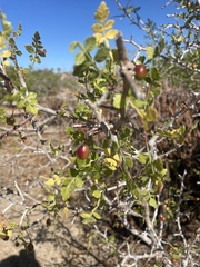 Bursera littoralis