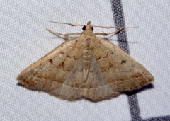 Zanclognatha jacchusalis