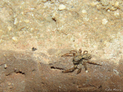 Marma nigritarsis