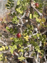 Bursera littoralis