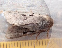 Orthosia gothica