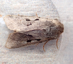 Orthosia gothica