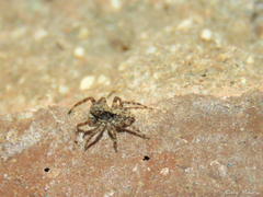 Marma nigritarsis