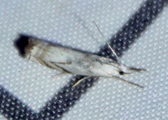Crambus albellus