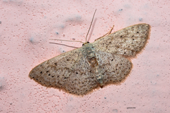 Geometridae