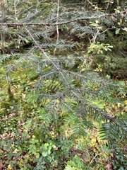 Abies alba