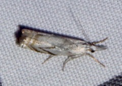 Crambus albellus