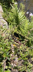 Ithycyphus perineti